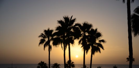 Gran canaria zachód słońca na palmami