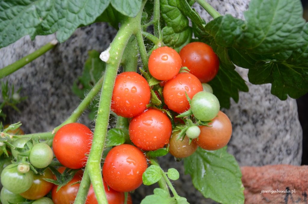gałązka z pomidorami