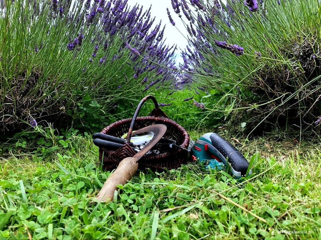 koszyk, sierp o sekator leżą na polu lawendy