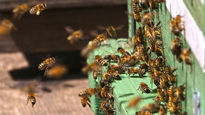 pszczoły wlatują do ula