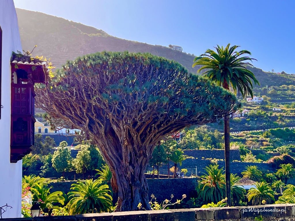 duże drzewo, zwane smocze drzewo