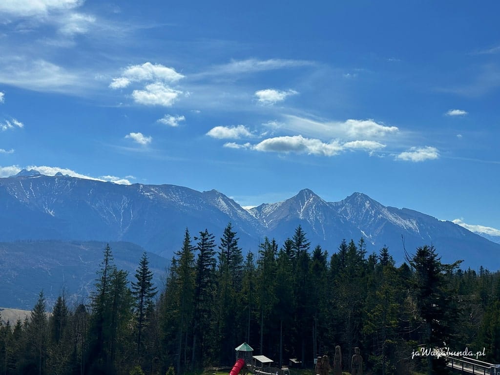tatry widoczne ponad drzewami