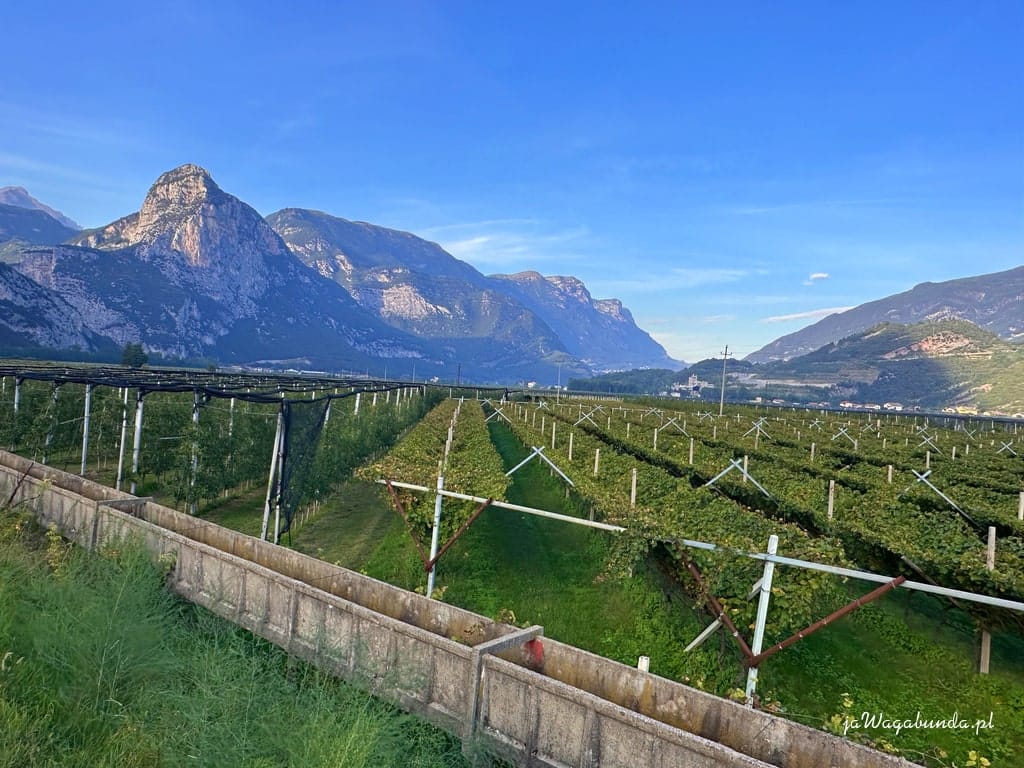 winnice a w tle góry